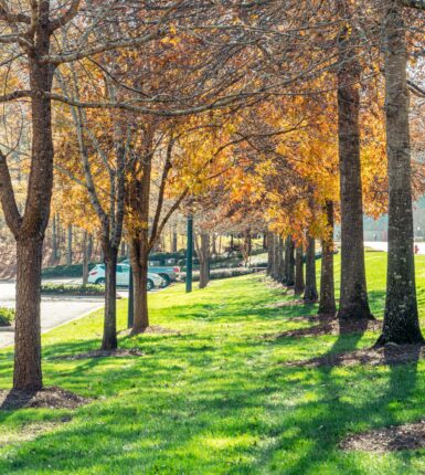 Industrial Tree Maintenance